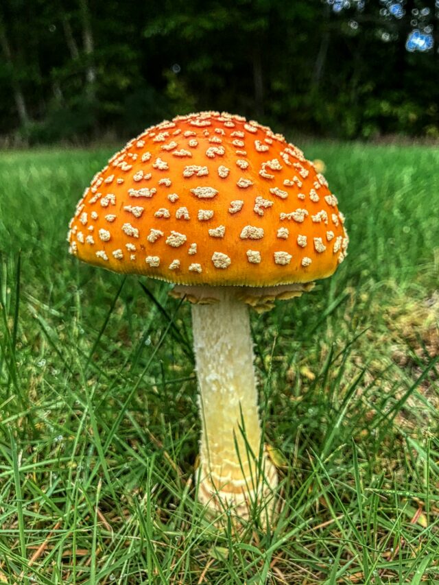 मशरूम की खेती करने का तरीकाः Method of mushroom cultivation: