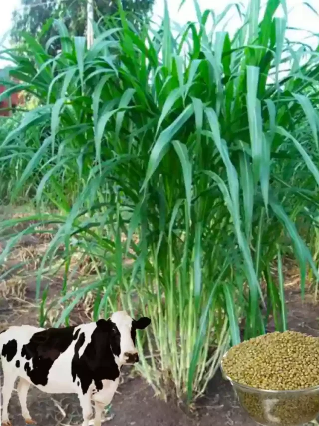 Feed this fodder to cows and buffaloes in winter, milk production will increase.