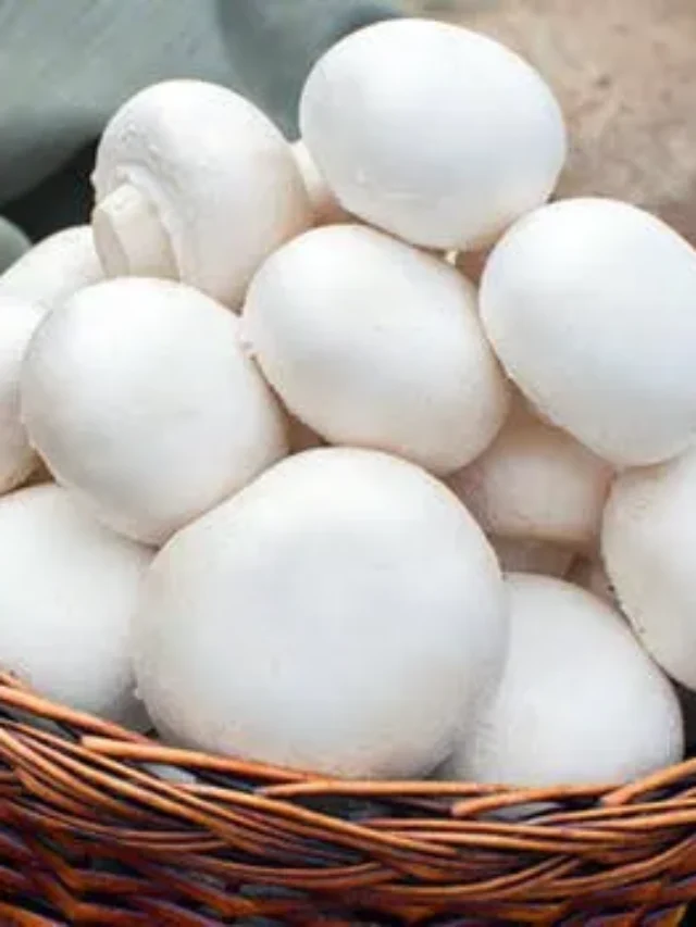 मशरूम की खेती करने वाले किसान को इन 5 बातों का जरूर रखें ध्यान | Farmers cultivating mushrooms must keep these 5 things in mind .