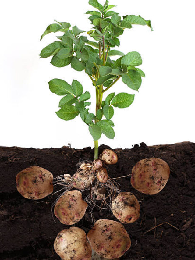 सर्दियों में आलू की फसल को ठंड से बचाने के लिए जरूर करें ये काम | Do these things to protect the potato crop from cold in winter.