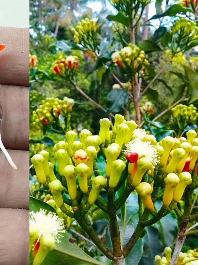 घर पर लौंग का पौधा उगाने का आसान तरीका |