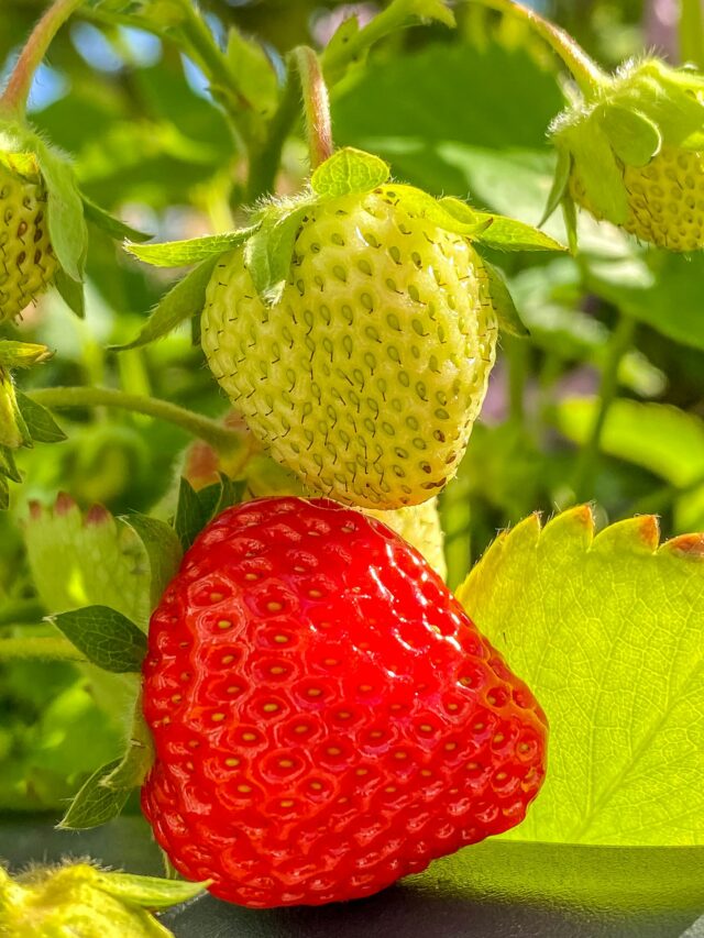 Subsidy of Rs 3 lakh will be available on strawberry cultivation, apply like this स्ट्रॉबेरी की खेती पर मिलेगी 3 लाख रुपये की सब्सिडी, ऐसे करें आवेदन |