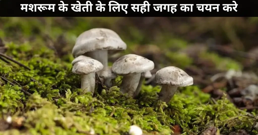 मशरूम की खेती करने वाले किसानों को इन 5 बातों का जरूर रखें ध्यान 2 मशरूम के खेती के लिए सही जगह रखरखाव का चयन करे
