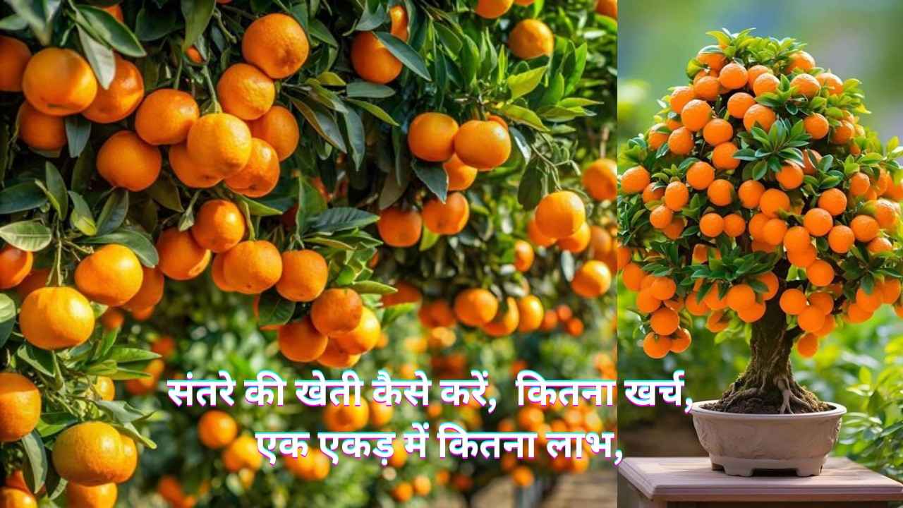 संतरे की खेती कैसे करें, कितना खर्च, एक एकड़ में कितना लाभ,संतरे की खेती: लागत, लाभ और संपूर्ण जानकारी