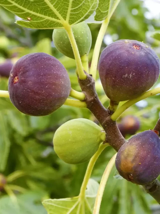 The easiest method to grow fig plant at home