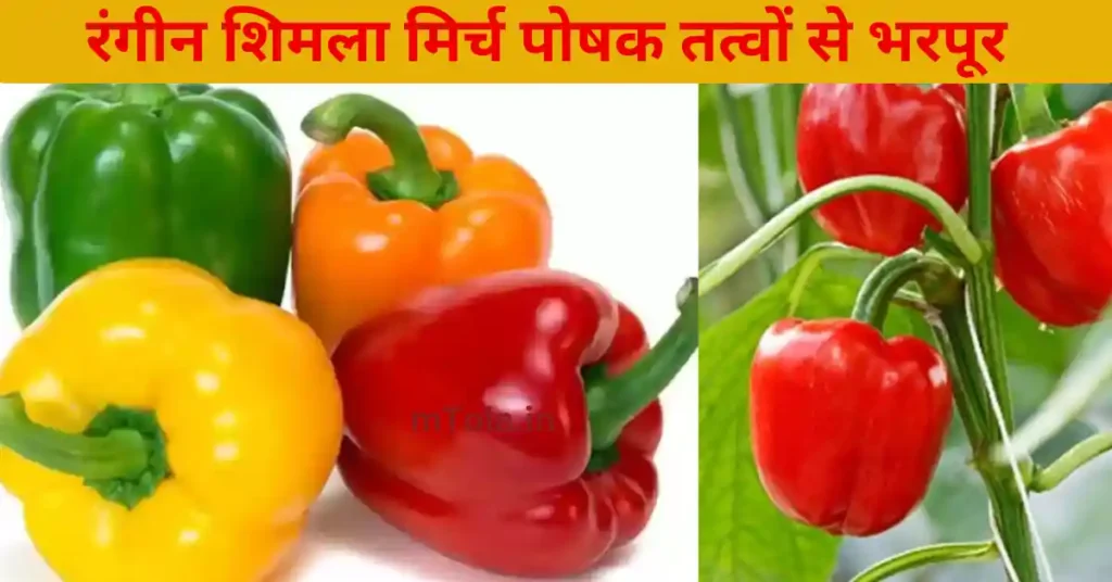 सफल किसान: रंगीन शिमला मिर्च की खेती मतलब मुनाफे की खेती 2 ezgif 1078e4717faac0 KB