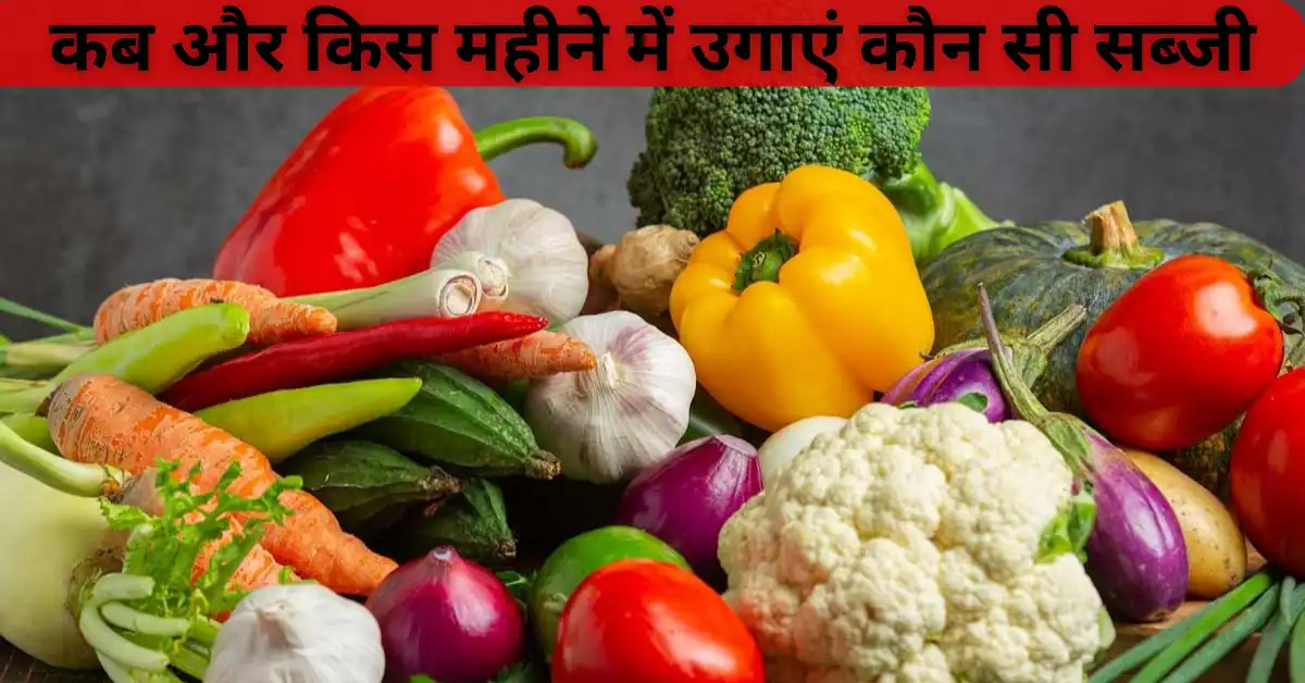vegetable names in Hindi, vegetable list, vegetable drawing, vegetables high in protein, vegetables high in fiber, vegetables and fruits, vegetables for stir fry, vegetables of winter, cruciferous vegetables, root vegetables, green vegetables, roasted vegetables, fruits and vegetables, nightshade vegetables, high protein vegetables, low carb vegetables, high fiber vegetables, list of vegetables