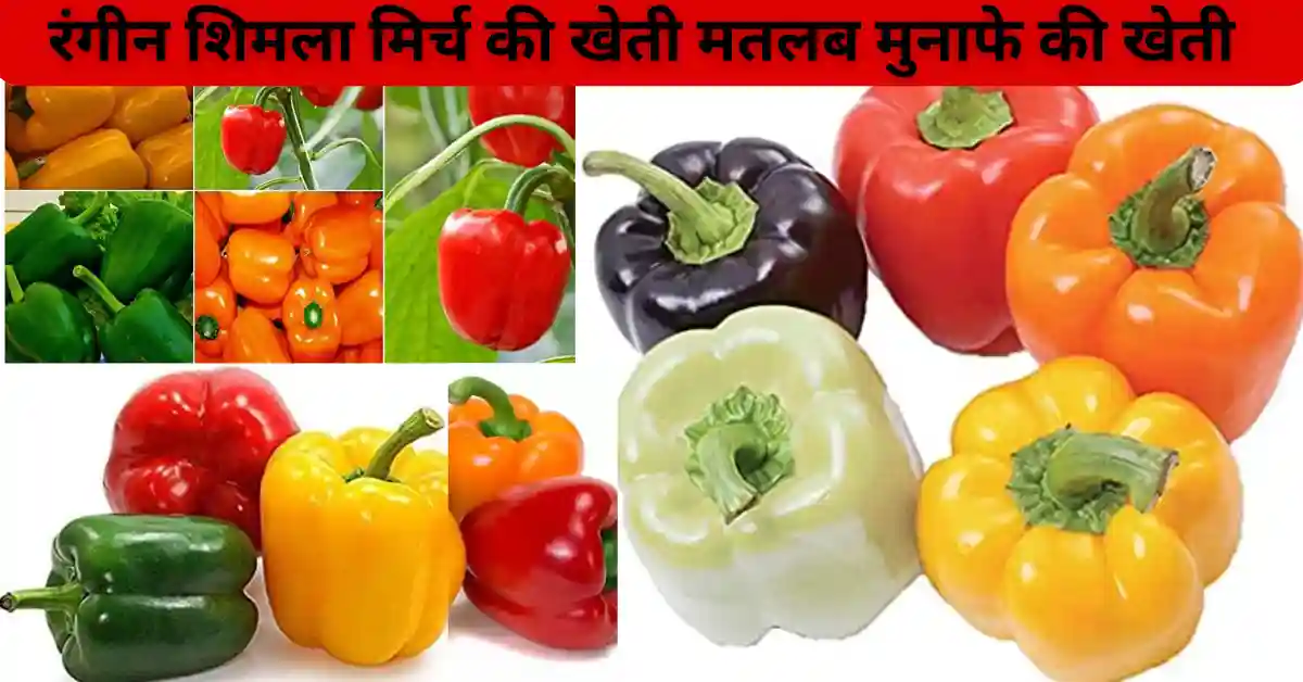 सफल किसान: रंगीन शिमला मिर्च की खेती मतलब मुनाफे की खेती
