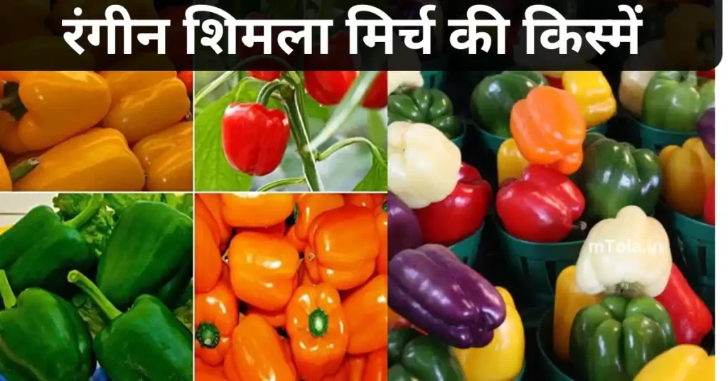 सफल किसान: रंगीन शिमला मिर्च की खेती मतलब मुनाफे की खेती 3 ezgif 14cca3510301b1 KB 1