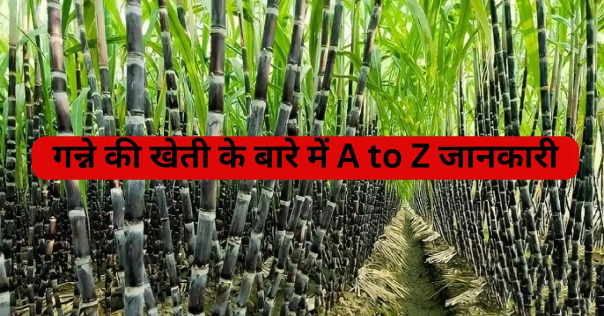 गन्ने की खेती: गन्ने के अच्छे जमाव के लिए पहली सिंचाई कब दें,और खरपतवार नियंत्रण के लिए कौन सी दवा सबसे अच्छी है? गन्ने की खेती के बारे में A to Z जानकारी
