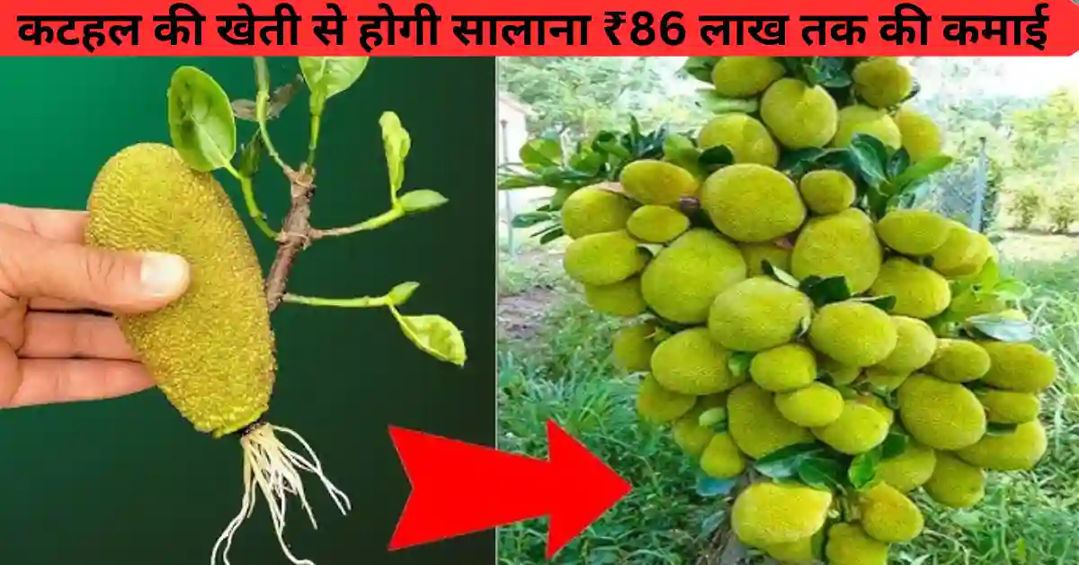 कटहल की खेती से होगी सालाना ₹86 लाख तक की कमाई: जानिए पूरी जानकारी