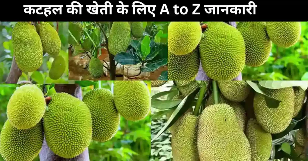 ezgif 2dacc134f7c25c KKBB 1