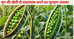 Moong Farming: मूंग की खेती से मालामाल बनने का सुनहरा अवसर, जानें कैसे और कब करें इसकी खेती