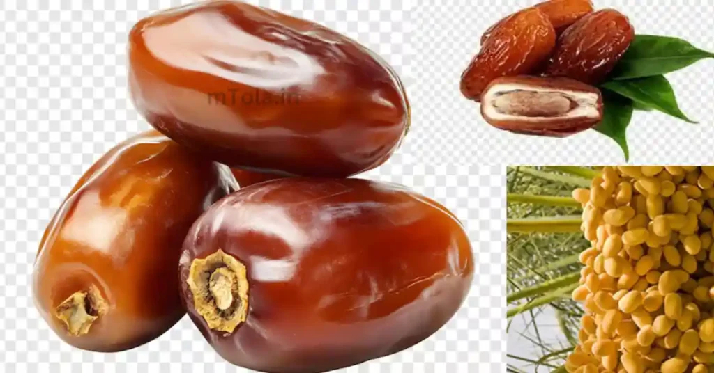 खजूर की खेती से होगी पैसों की बारिश