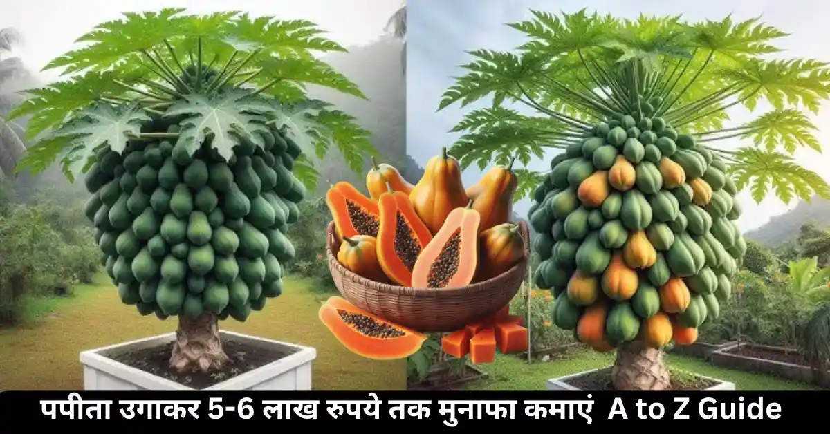 पपीता की खेती: पपीता उगाकर 5-6 लाख रुपये तक मुनाफा कैसे कमाएं | A to Z Guide