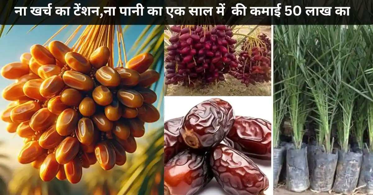 खजूर की खेती से होगी पैसों की बारिश: एक बार लगाओ 80 साल तक कमाओ | ना खर्च का टेंशन,ना पानी का एक साल में की कमाई 50 लाख का