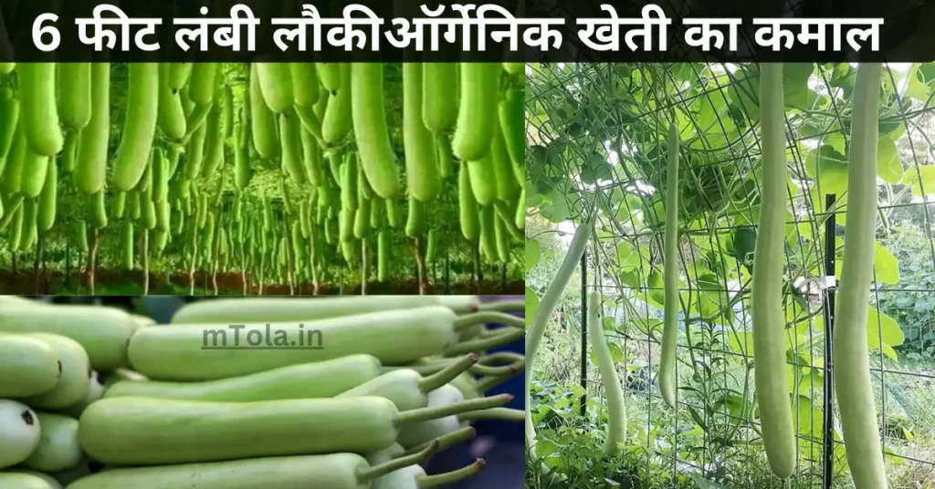 ऑर्गेनिक खेती का कमाल: रणधीर सिंह ने उगाई 6 फीट लंबी लौकी और भारी लहसुन भी उगाई और 35 से ज्यादा सब्जी भी उगाते हैं 1 ezgif 69306d3a652dee