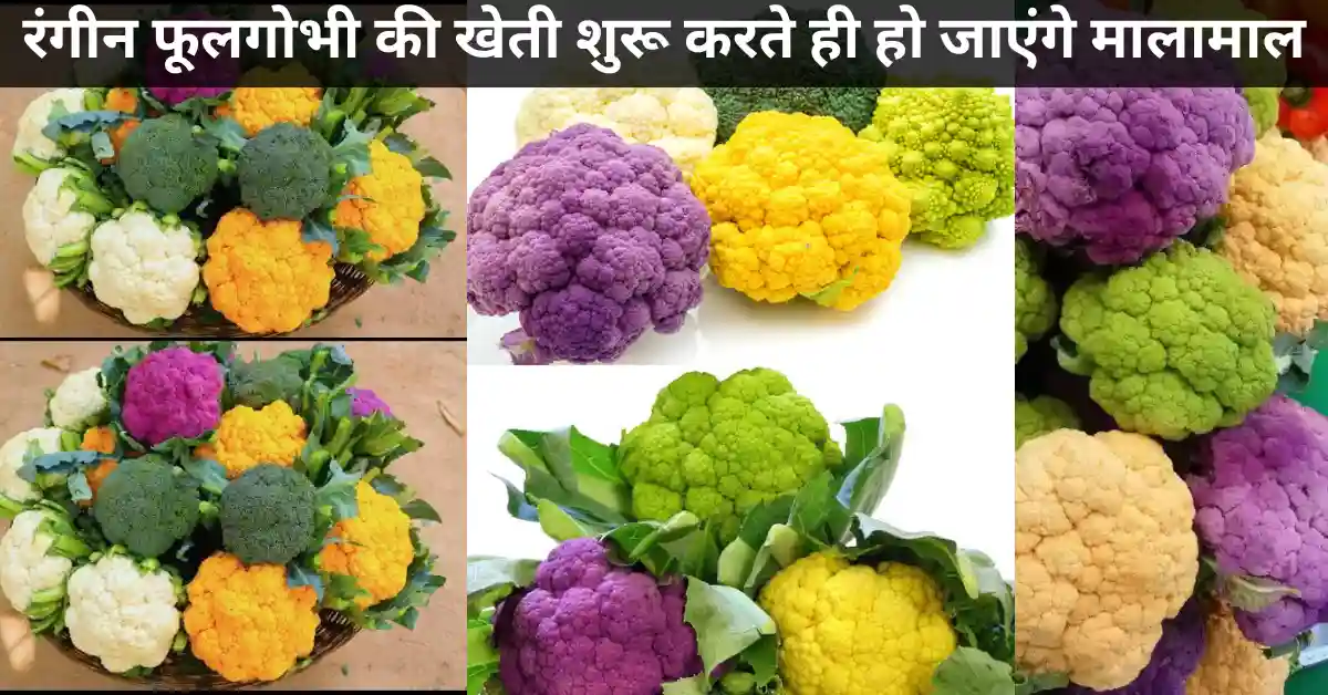 रंगीन फूलगोभी की खेती शुरू करते ही हो जाएंगे मालामाल || रंगीन फूलगोभी की खेती से लाखों का मुनाफा