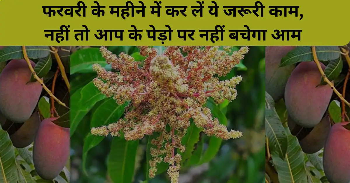 फरवरी के महीने में कर लें ये जरूरी काम, नहीं तो आप के पेड़ो पर नहीं बचेगा आम 