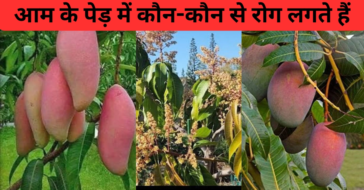 आम के पेड़ों की देखभाल: कीटनाशक, खाद, और छिड़काव से जुड़े सभी सवालों के जवाब