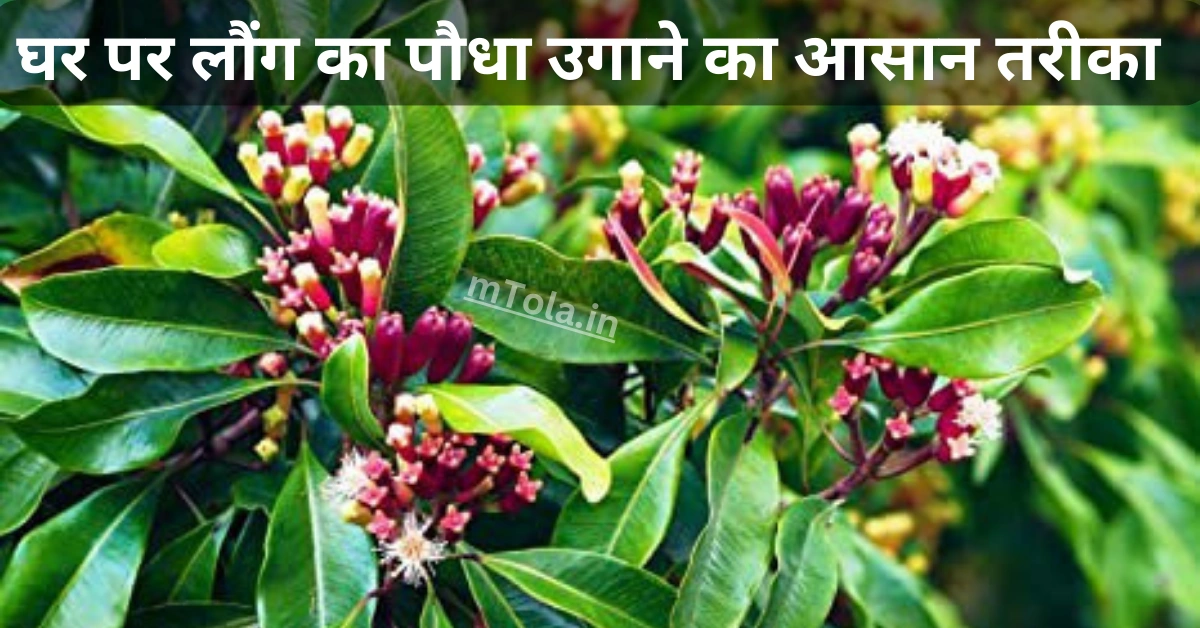 Easy way to grow clove plant at home || Ghar par laung ka paudha ugaane ka aasaan tareeka || घर पर लौंग का पौधा उगाने का आसान तरीका ?