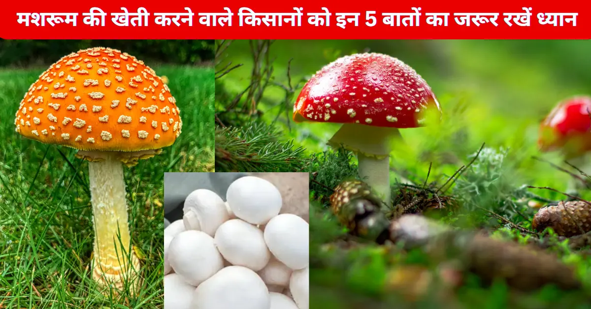  मशरूम की खेती करने वाले किसानों को इन 5 बातों का जरूर रखें ध्यान