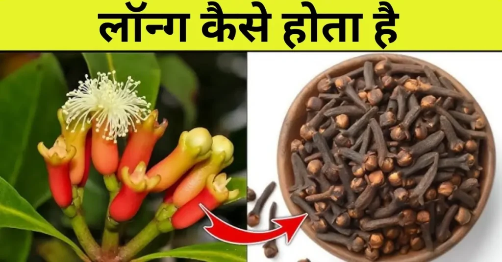 लॉन्ग कैसे होता है 2 55kb