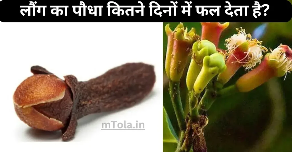 लौंग का पौधा कितने दिनों में फल देता है 1 1 42kb