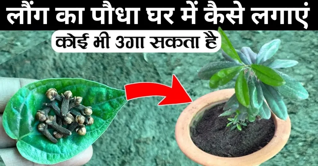 लौंग का पौधा घर में कैसे लगाएं 1 1