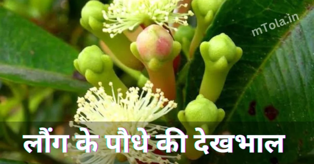 घर पर लौंग का पौधा उगाने का आसान तरीका ? 2 लौंग के पौधे की देखभाल