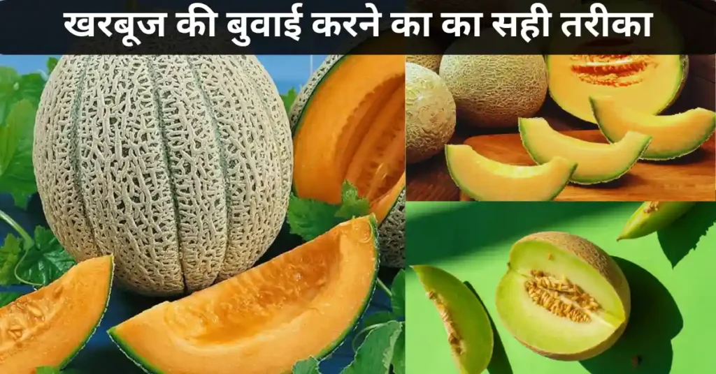 खरबूज की बुवाई करने का का सही तरीका