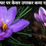 Saffron Farming: नौकरी छोड़ घर पर केसर उगाकर कमा रहे करोड़ों, जानिए इस पति-पत्नी की सफलता की कहानी  