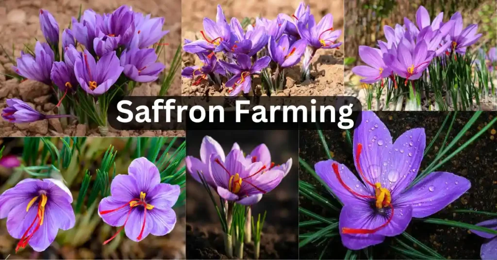 Saffron Farming
