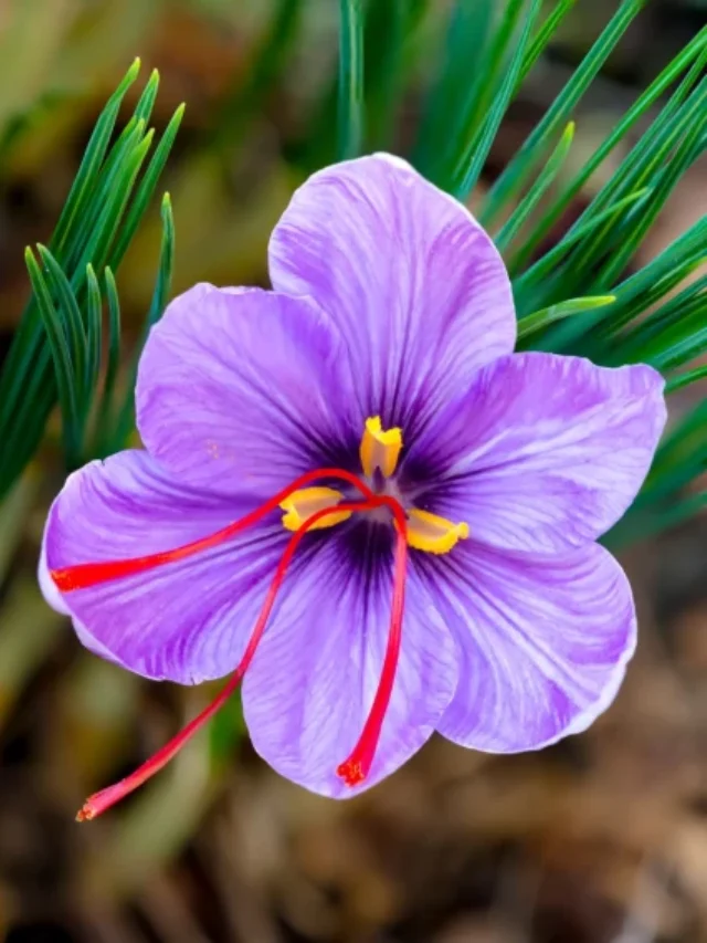 Saffron Farming: नौकरी छोड़ घर पर केसर उगाकर कमा रहे करोड़ों, जानिए इस पति-पत्नी की सफलता की कहानी