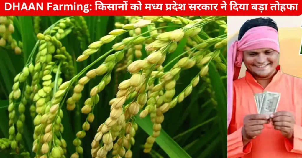 DHAAN Farming: किसानों को मध्य प्रदेश के सरकार ने दिया बड़ा तोहफा, धान की खेती पर मिलेंगे 4000 रुपये 1 ezgif 362f63bc23d7d2 KB