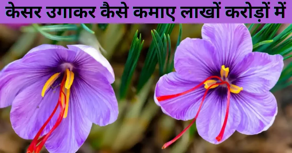 केसर उगाकर कैसे कमाए लाखों करोड़ों में