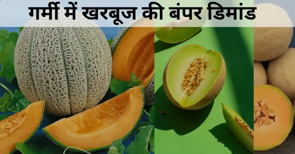 गर्मी में खरबूज की बंपर डिमांड