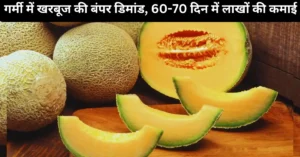 गर्मी-में-खरबूज-की-बंपर-डिमांड-60-70-दिन-की-खेती-से-लाखों-की-कमाई-जानें-पूरा-तरीका.