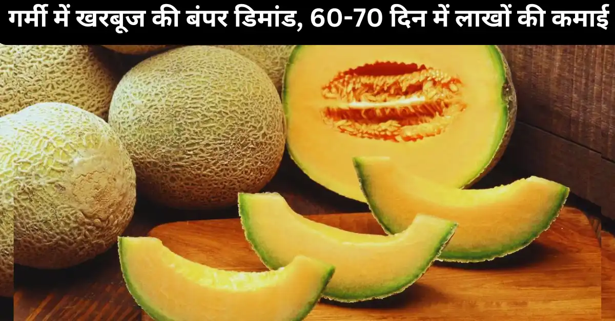 गर्मी-में-खरबूज-की-बंपर-डिमांड-60-70-दिन-की-खेती-से-लाखों-की-कमाई-जानें-पूरा-तरीका.