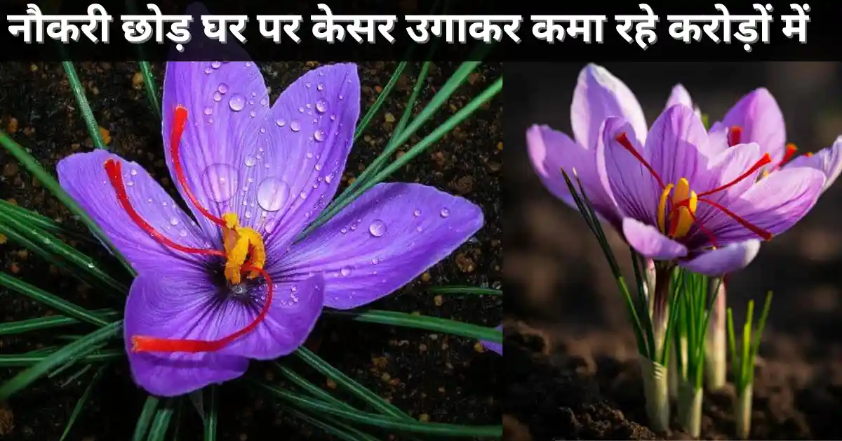 Saffron Farming: नौकरी छोड़ घर पर केसर उगाकर कमा रहे करोड़ों, जानिए इस पति-पत्नी की सफलता की कहानी  
