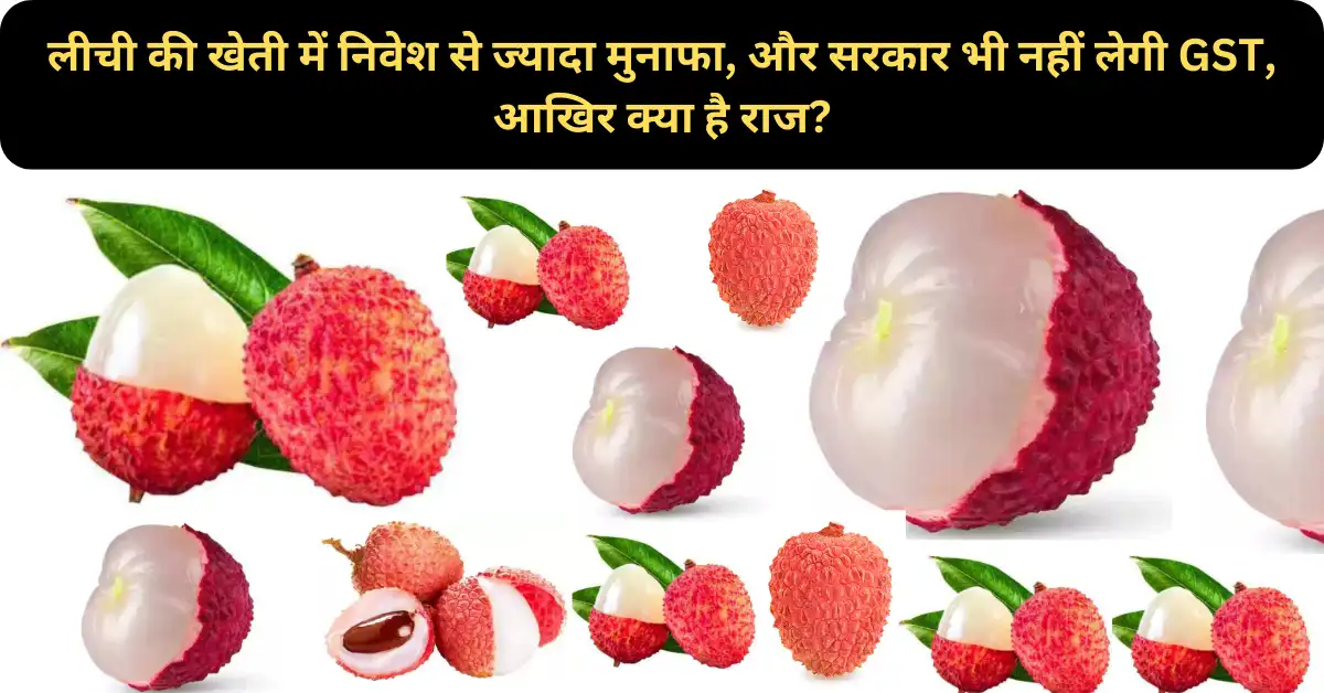 लीची की खेती में निवेश से ज्यादा मुनाफा, और सरकार भी नहीं लेगी GST, आखिर क्या है राज